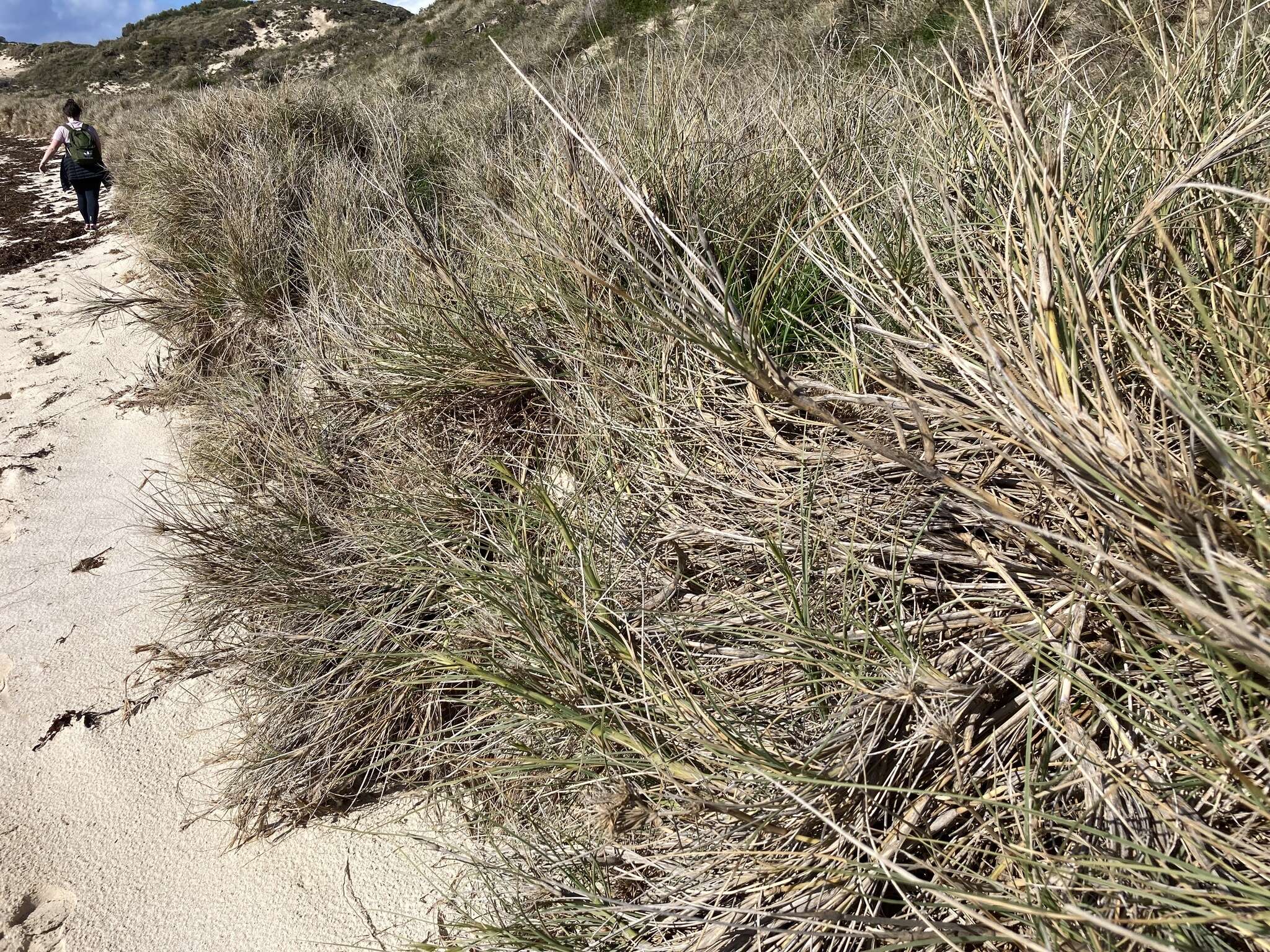 Imagem de Spinifex longifolius R. Br.