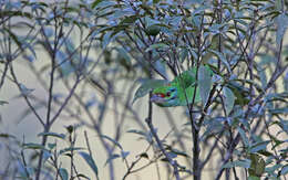 Image of Moustached Barbet