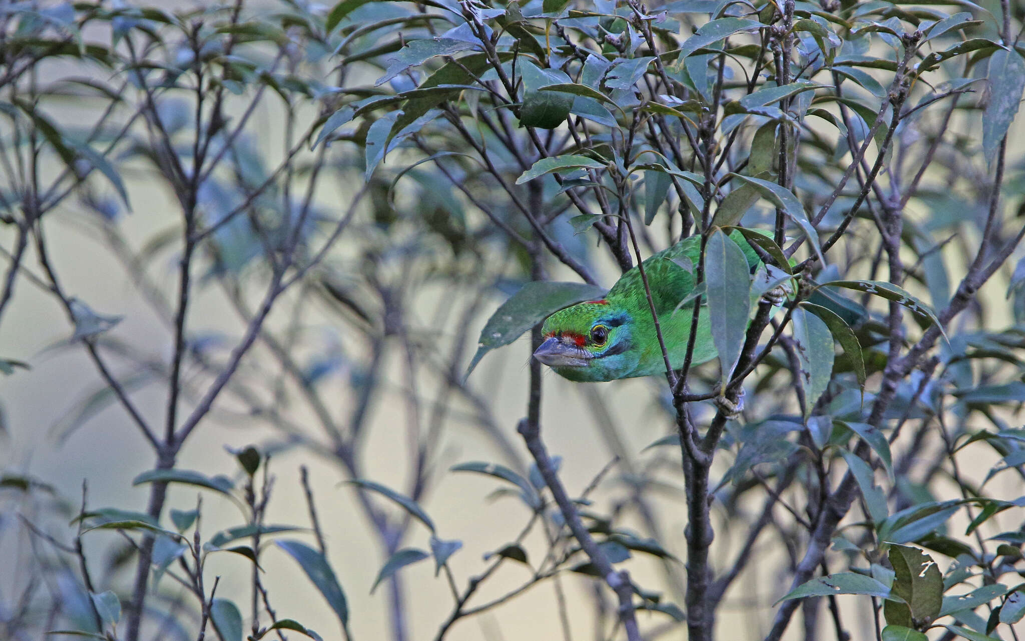 Image of Moustached Barbet