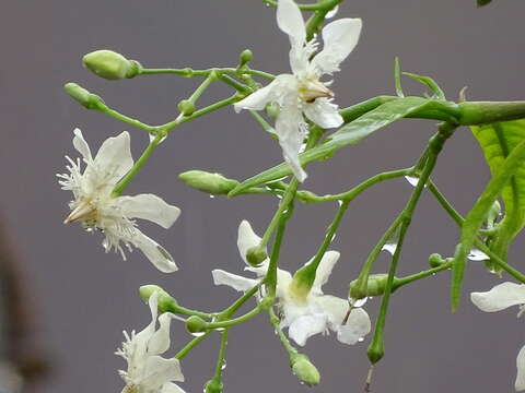 Image of Wrightia tinctoria R. Br.