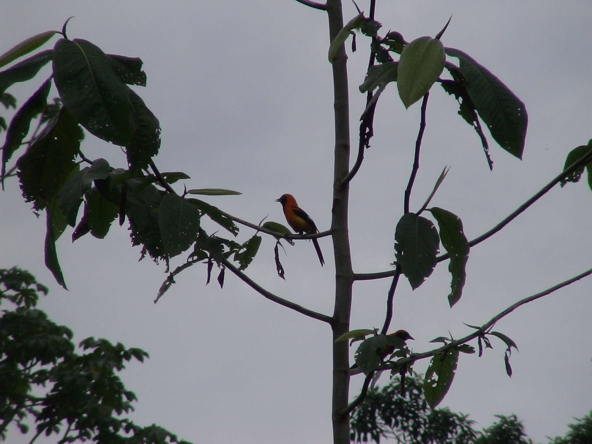 Image of Orange-backed Oriole