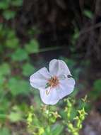 Imagem de Rhexia parviflora Chapm.