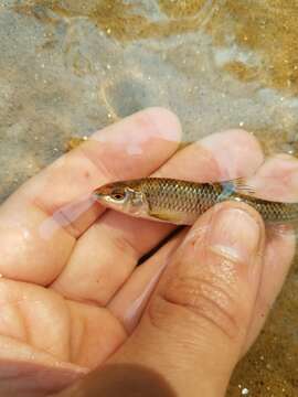 Image of Thicklip chub