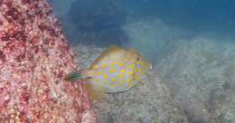 Image of Deep-bodied leatherjacket