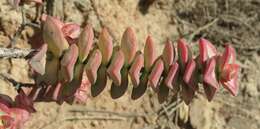 Image of Concertina plant