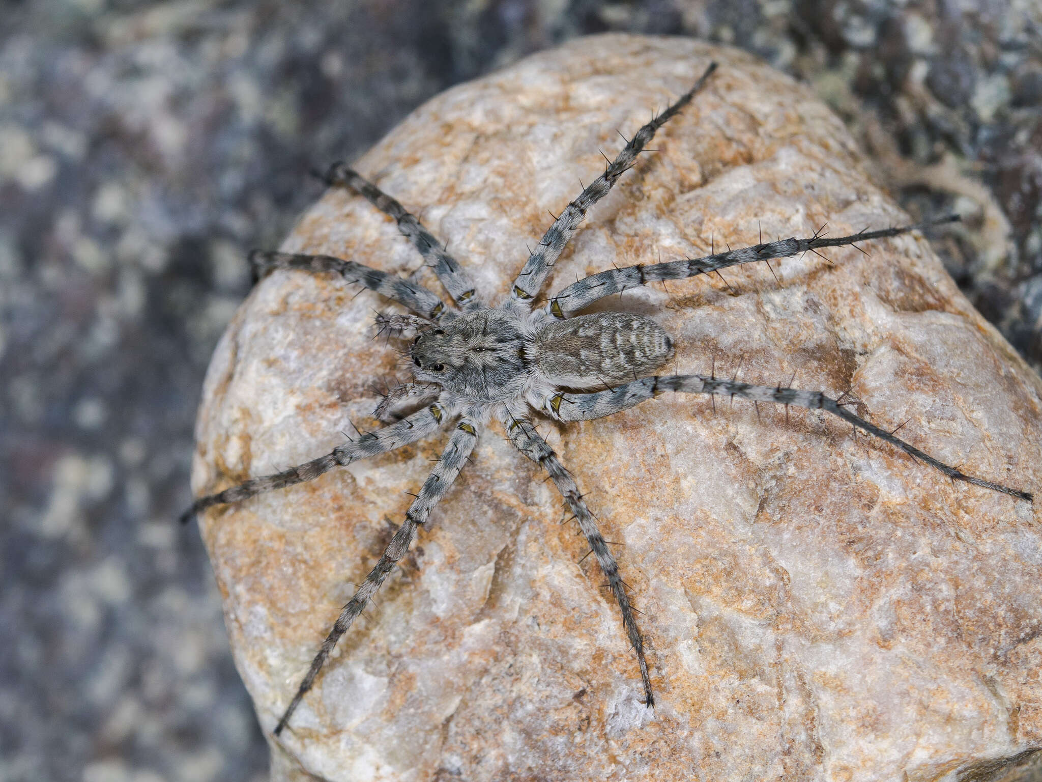 Imagem de Pardosa falcata Schenkel 1963