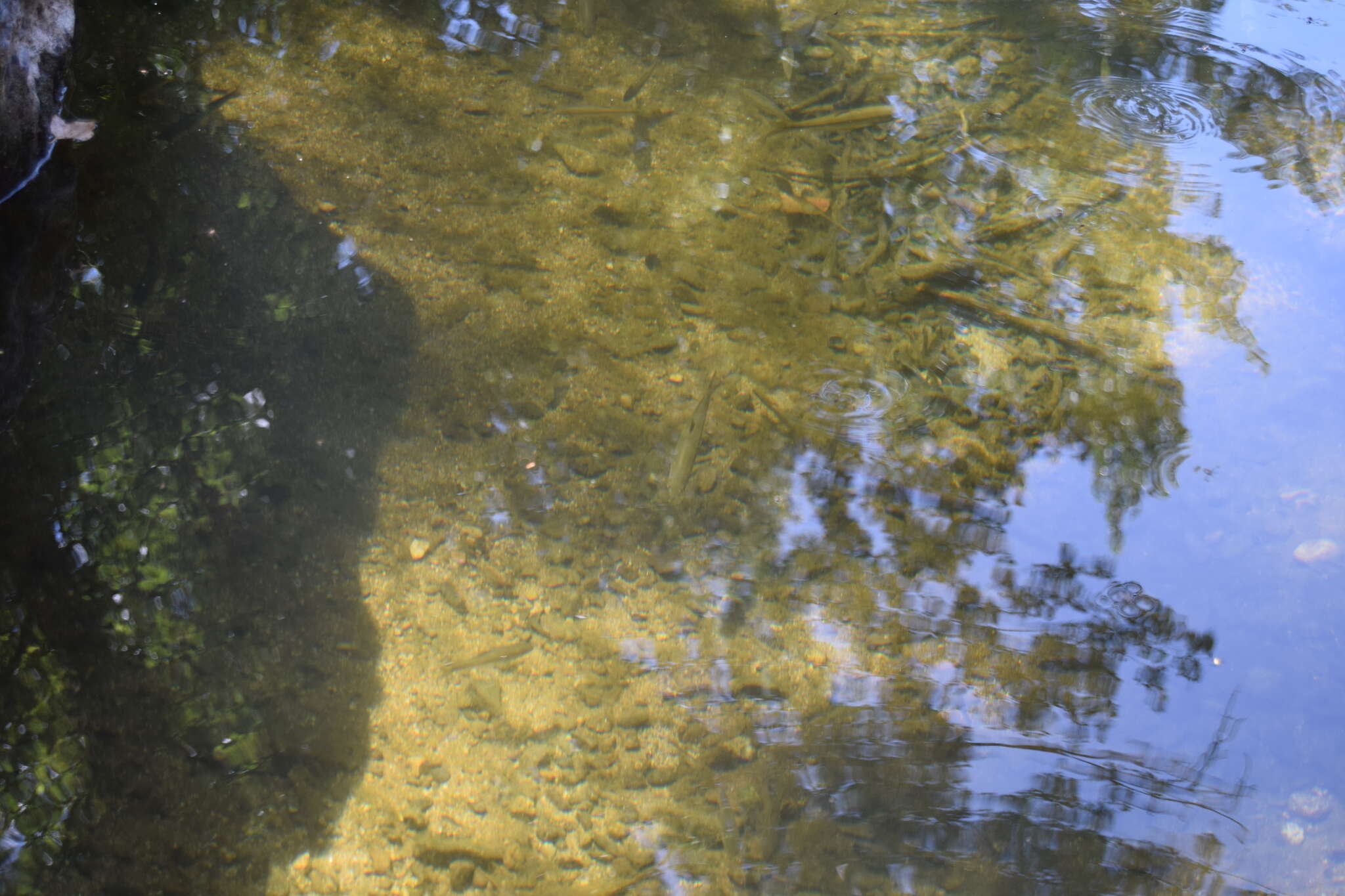 Image of Andalusian Barbel