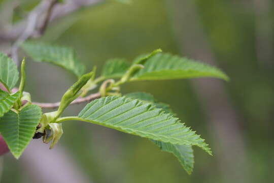 Image of Alnus sieboldiana Matsum.