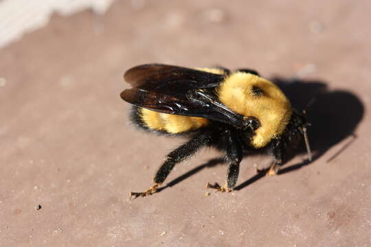 Image of Nevada Bumble Bee