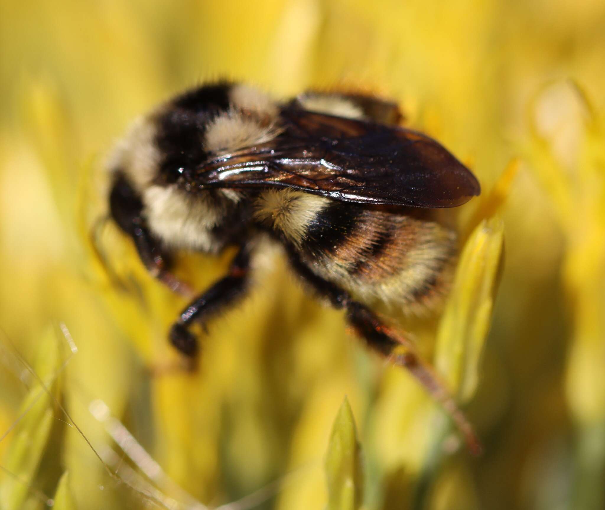 Image of Bombus vancouverensis Cresson 1879