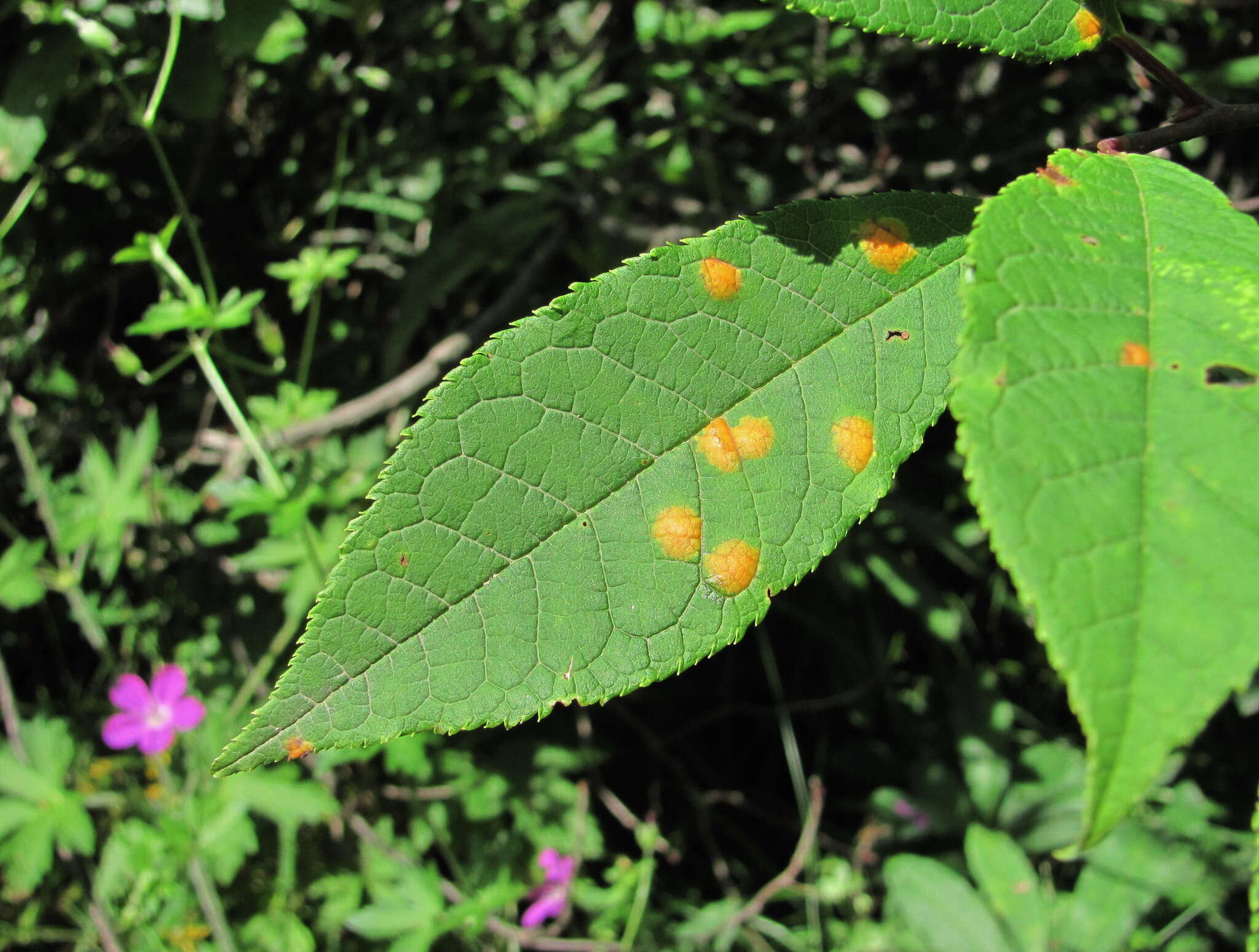 Image of Bird cherry dotty