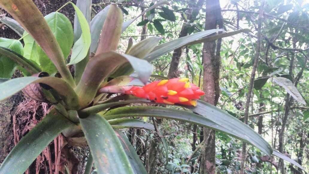 Image of Guzmania jaramilloi H. Luther