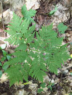 Image of Botrypus virginianus (L.) Michx.