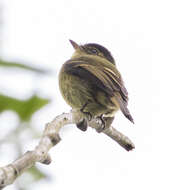 Image of Bamboo Flatbill