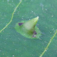 Image of Witch Hazel Cone Gall Aphid