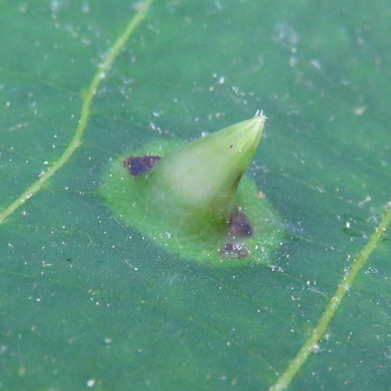 Image of Witch Hazel Cone Gall Aphid