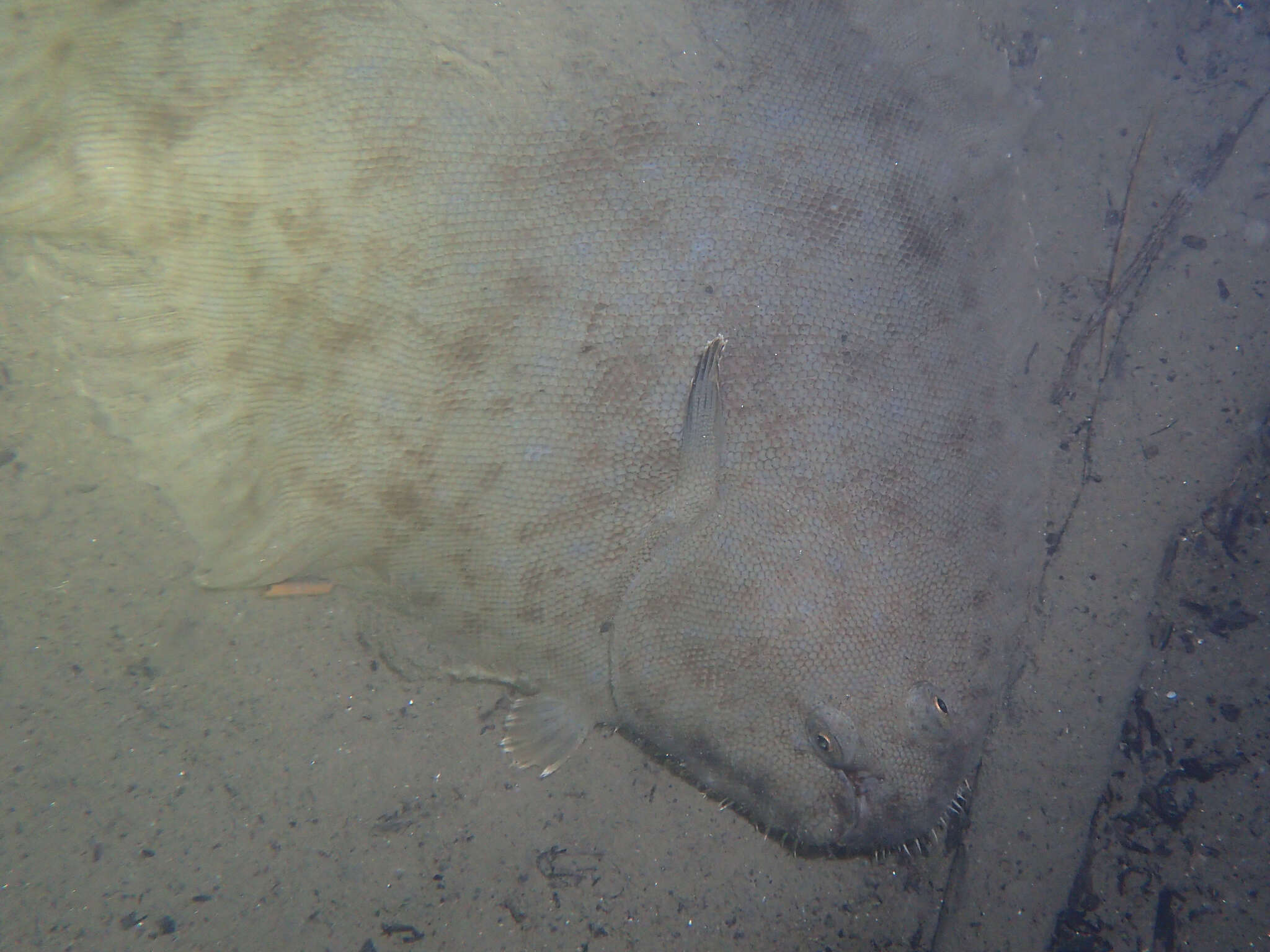 Image of Senegalese Sole