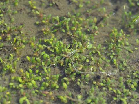 Image of eight-stamened waterwort