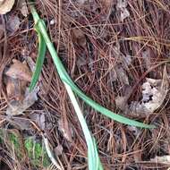 Image of Thurber's Bog Orchid