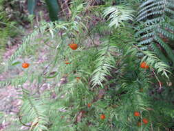 Image of Asparagus scandens Thunb.