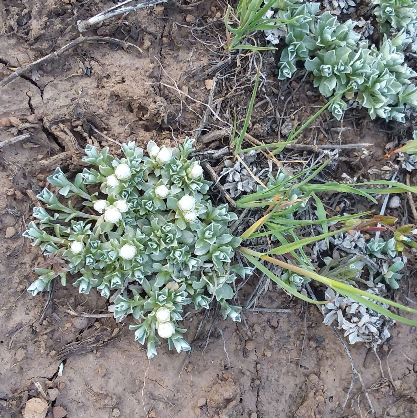 Image of Kaibab pussytoes