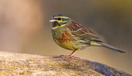 Image of Cirl Bunting