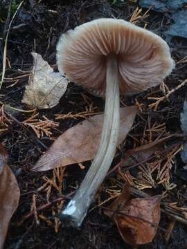 Imagem de Entoloma strictius (Peck) Sacc. 1887