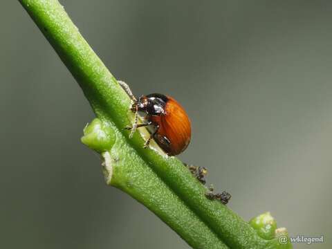 Imagem de <i>Podagricomela nigricollis</i>