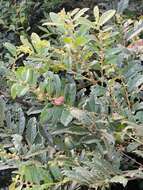 Image de Phyllanthus puberus (L.) Müll. Arg.