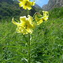 Imagem de Lilium monadelphum M. Bieb.