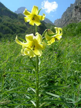 Imagem de Lilium monadelphum M. Bieb.