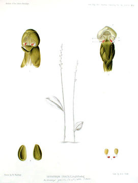 Image of Androcorys