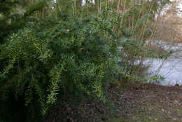 Image of <i>Cecidophyopsis psilaspis</i>