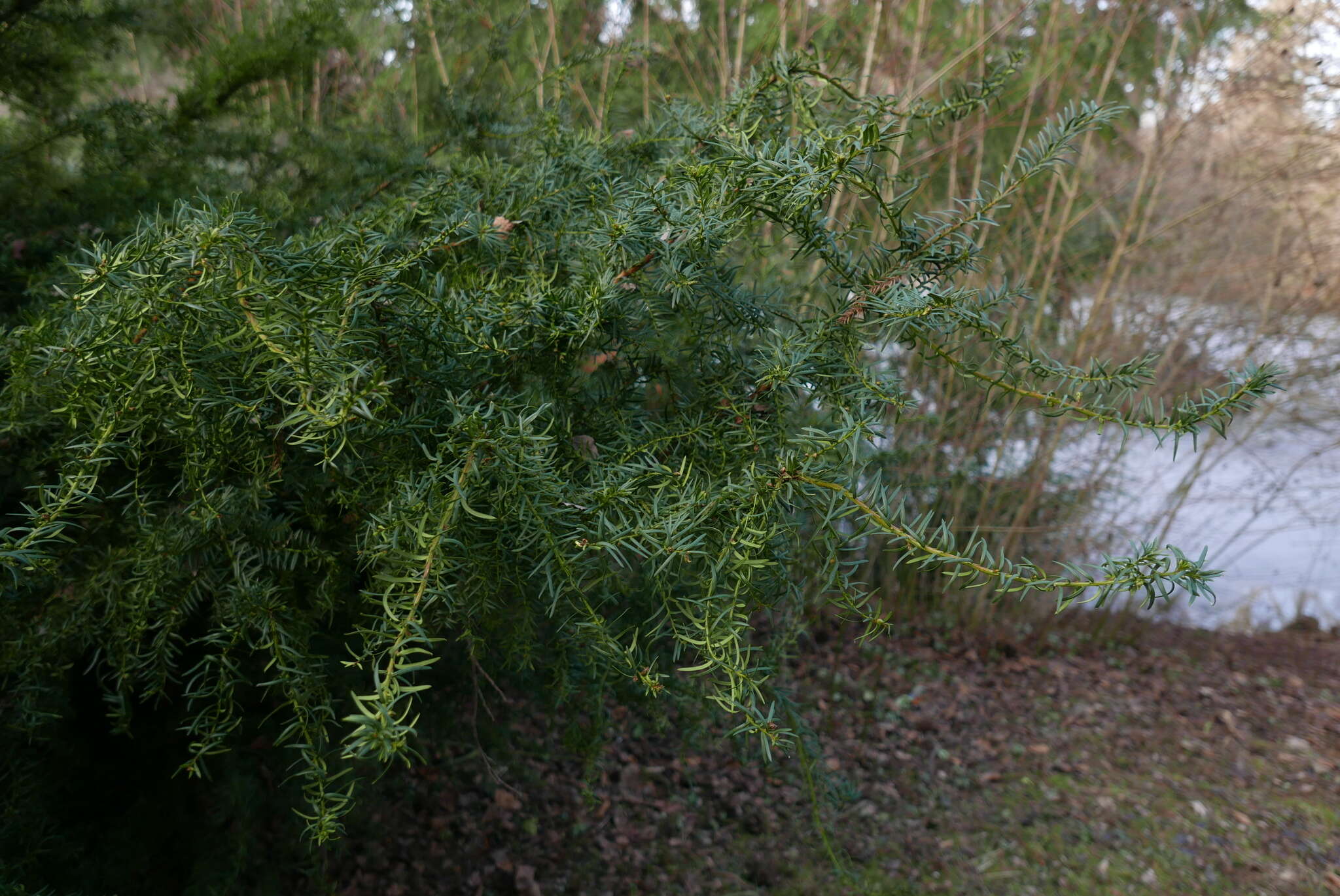 Image of <i>Cecidophyopsis psilaspis</i>