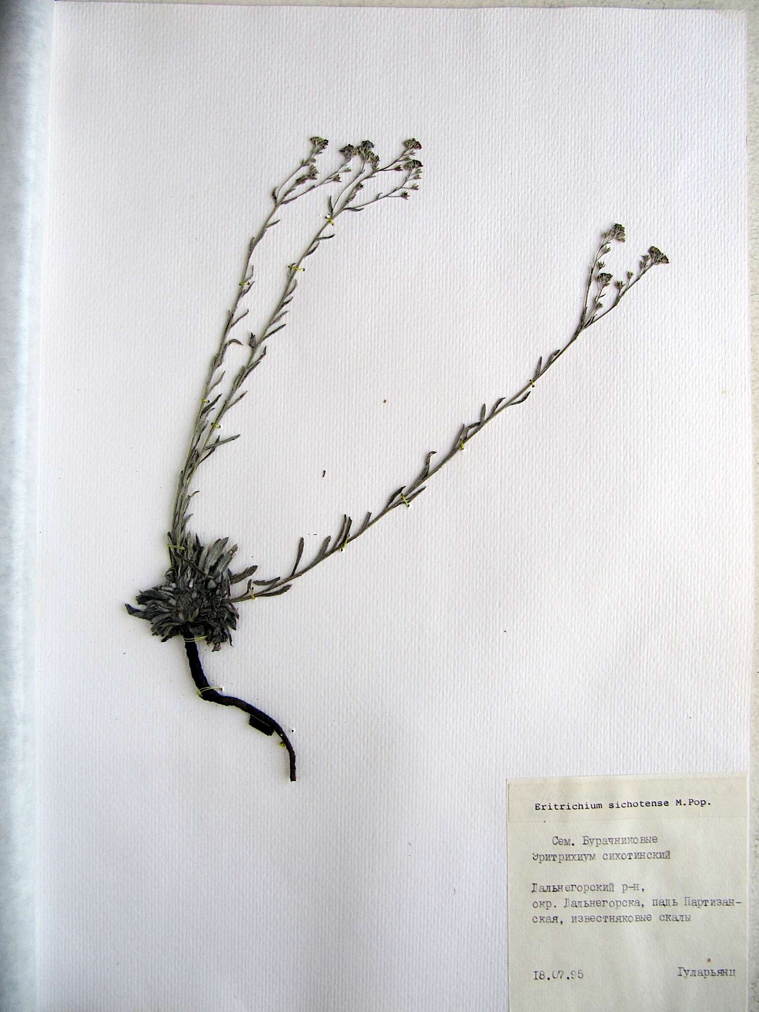 Image of Eritrichium sichotense Popov