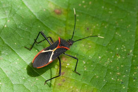 Image of Leptoscelis tricolor Westwood 1842