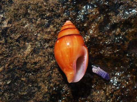 Image of yellow dovesnail