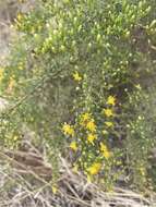 Image of Palmer's rabbitbrush