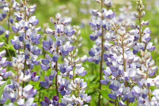 Image of sundial lupine