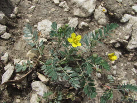 Image of Sibbaldianthe bifurca subsp. orientalis (Juz.) Kurtto & T. Erikss.