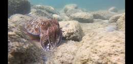 Image of Pharaoh Cuttlefish