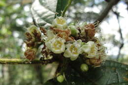 Image of Cordia nodosa Lam.