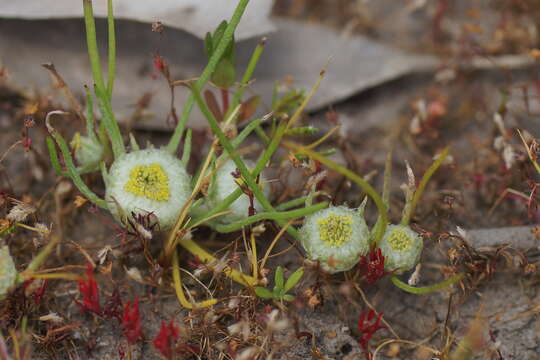 Image of woolly-heads