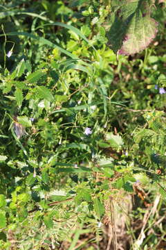 Wahlenbergia gracilis (G. Forst.) A. DC. resmi