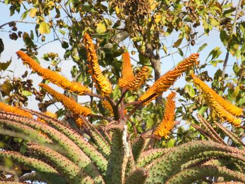 Image of Mountain aloe