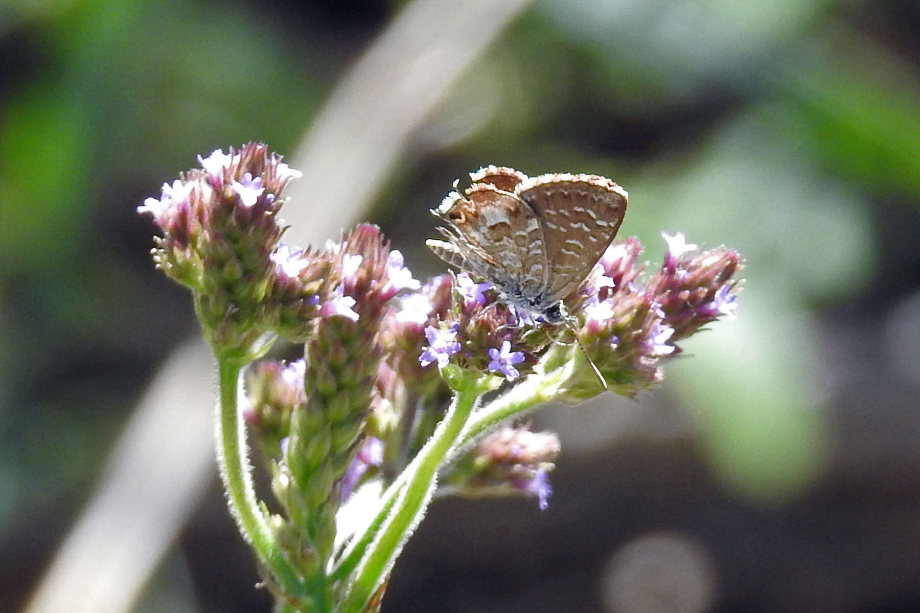 Image de Theclinesthes serpentata (Herrich-Schäffer 1869)