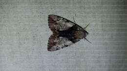 Image of Hawthorn Underwing