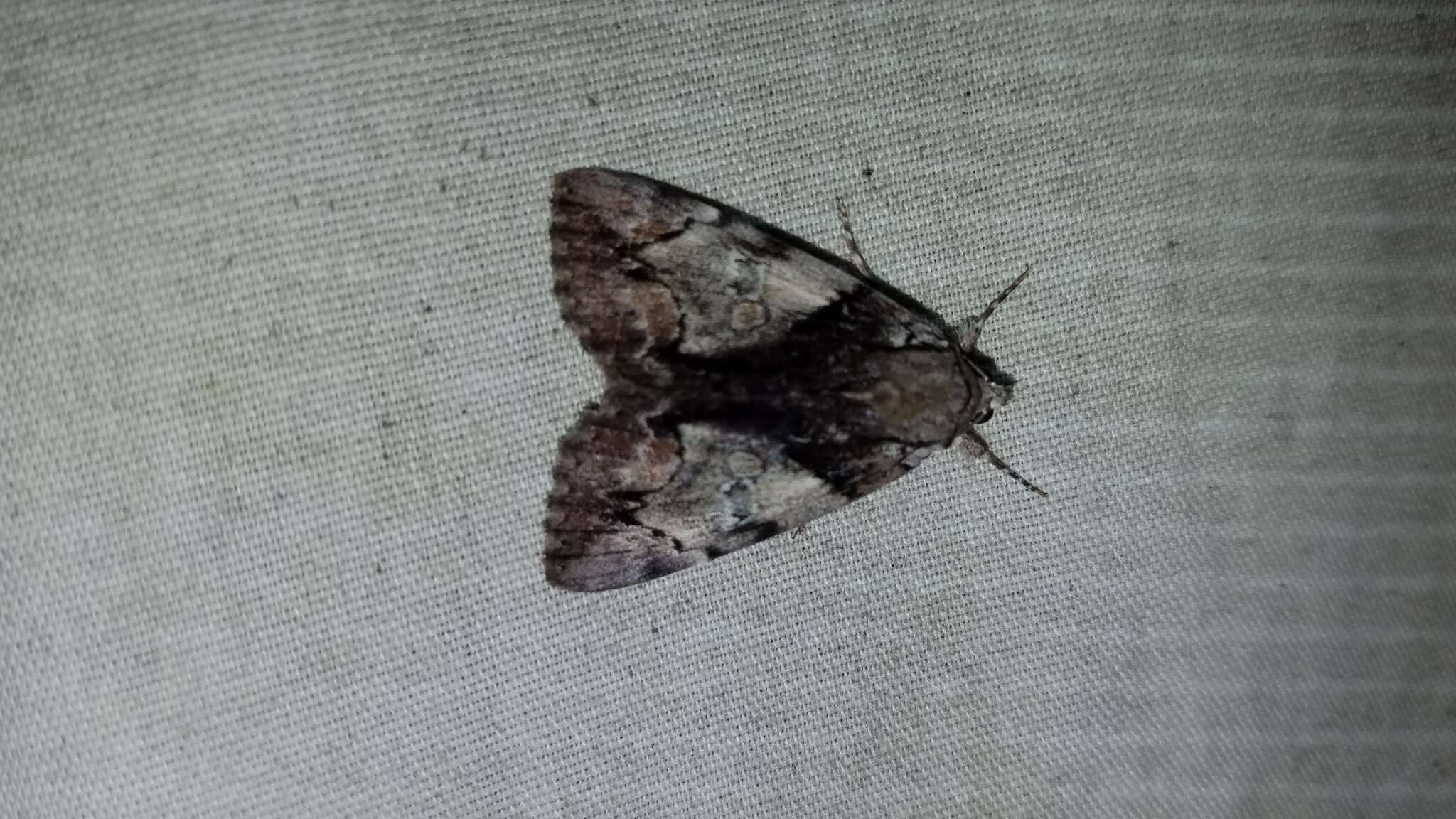 Image of Hawthorn Underwing