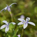 Isotoma fluviatilis (R. Br.) F. Muell. ex Benth. resmi