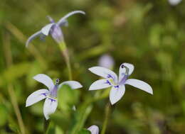 Image of Isotoma